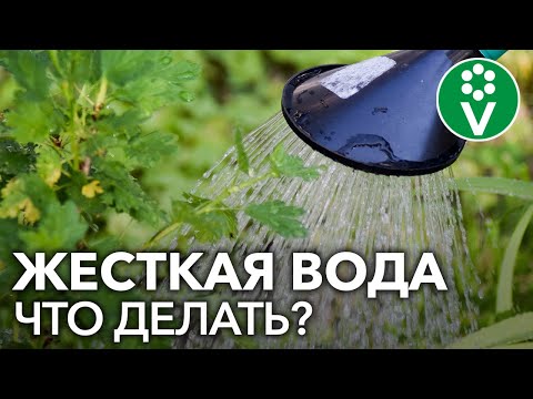 Видео: КАК УЛУЧШИТЬ ВОДУ ДЛЯ ПОЛИВА растений? Бонус в конце!