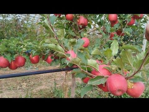 Видео: Пинкледи Олмага шакил ,,Хатолар изидан Хатолар ,, качон шундай хосилга эришамиз
