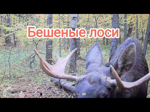 Видео: Последние кадры с фотоловушки. Интересные моменты из жизни лосей.