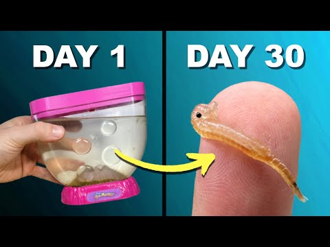 Видео: Sea-Monkeys Ocean Volcano | Распаковка и обзор!