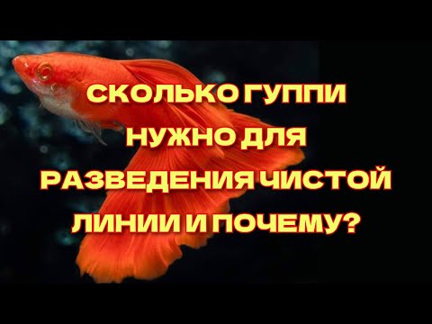 Видео: СКОЛЬКО ПАР ГУППИ НУЖНО ДЛЯ РАЗВЕДЕНИЯ ЧИСТОЙ ЛИНИИ И ПОЧЕМУ/HOW MANY GUPPIES DOES IT TAKE TO BREED?