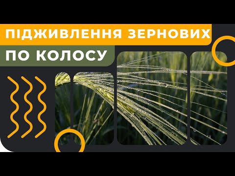 Видео: Підживлення зернових по колосу. [feed grain] [GrowEx]