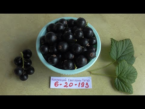 Видео: НОМЕРНАЯ ФОРМА 6 20 193   - смородина с очень хорошим вкусом... / коллекция Светланы  Татур.