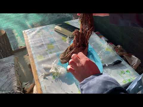 Видео: Саджанці винограду від@ВиноградСмілянщини 