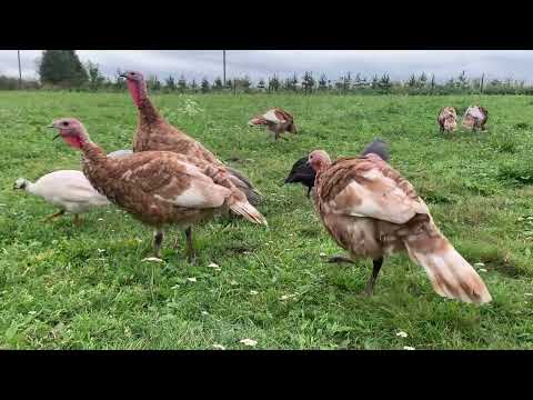 Видео: УЗБЕКИ💥УГОРЦІ💥ІНДИКИ🦃ОГЛЯД👀