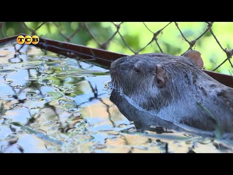 Видео: Нутрии. Увлечение и бизнес. 6 соток 01.05.2017