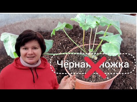 Видео: Пересадка черенков пеларгонии под нижний полив. Как избежать чёрной ножки.