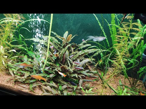 Видео: Мой аквариум 300 литров с гуппи, меченосцами, данио, тернециями и другими рыбками 01.03.2024
