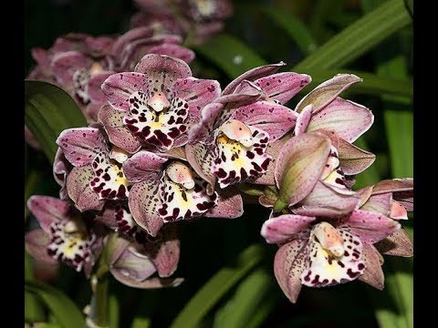 Видео: ЦИМБИДИУМ  VOGEL MAGIC _КАК ЗАЦВЕСТИ