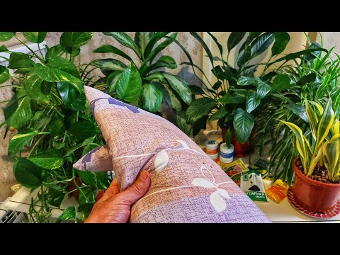 Видео: ҚИШДА гуллар соғлом ва чиройли бўлиши учун 3 та асосий қоида. БУ ҚОИДАЛАР ЖУДА, ЖУДА МУҲИМ.