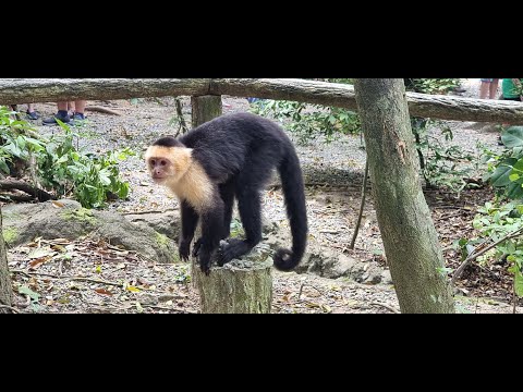 Видео: Дневник круизера.  Глава 2-3. Sun Princess, день 3