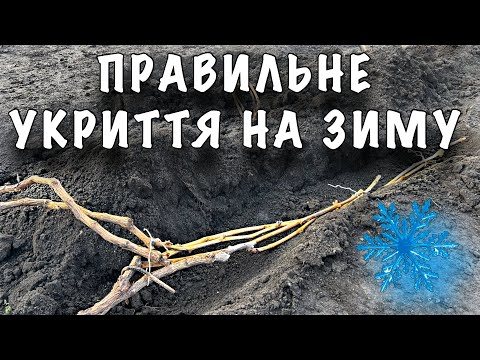 Видео: УКРИТТЯ винограду на зиму. Обробляти купоросом чи забути про нього? Основні помилки при укритті