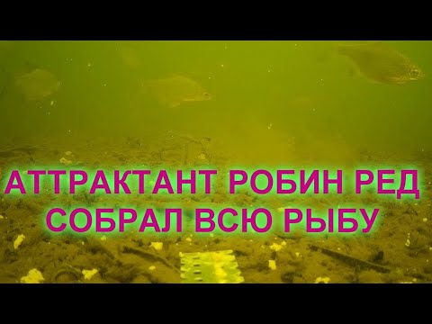 Видео: Этот АТТРАКТАНТ собрал всю РЫБУ. САМОДЕЛЬНЫЙ РОБИН РЕД. ПОДВОДНАЯ Съемка