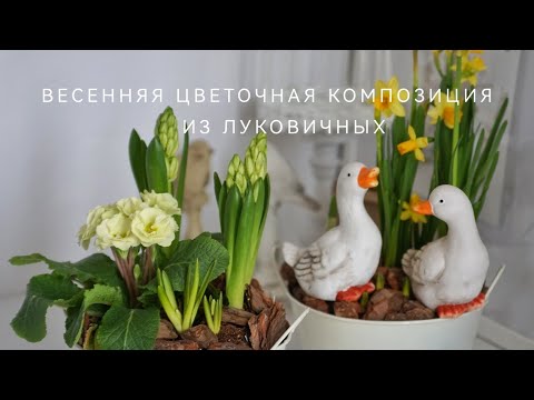 Видео: ВЕСЕННЯЯ ЦВЕТОЧНАЯ КОМПОЗИЦИЯ ИЗ ЛУКОВИЧНЫХ