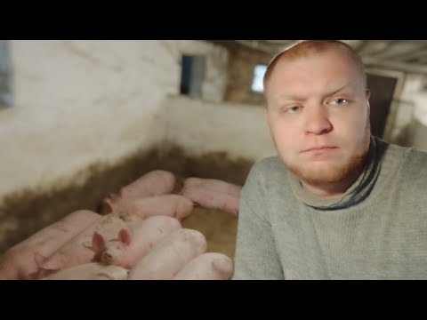 Видео: Скільки людей повинно обслуговувати 100 голів свиней🐷 та яка Заробітна плата в день💱