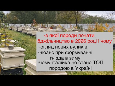 Видео: Найкраща порода бджіл для початківців 