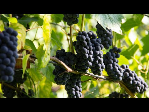 Видео: Когда и какой виноград срезать для домашнего вина