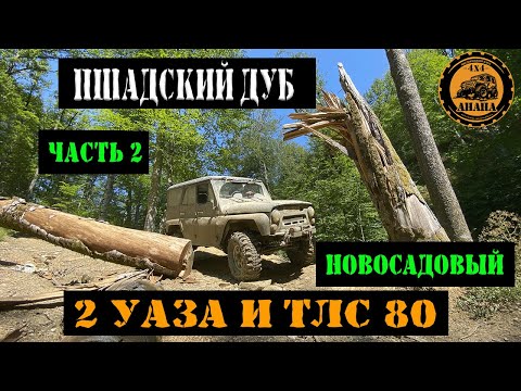 Видео: НОВОСАДОВЫЙ   ПШАДСКИЙ ДУБ ЧАСТЬ 2