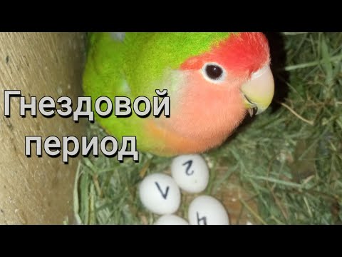 Видео: Попугаи РАЗМНОЖАЮТСЯ. НЕРАЗЛУЧНИКИ высиживают птенцов. Кладка ЯИЦ, проверка на ОПЛОД. /октябрь 2022