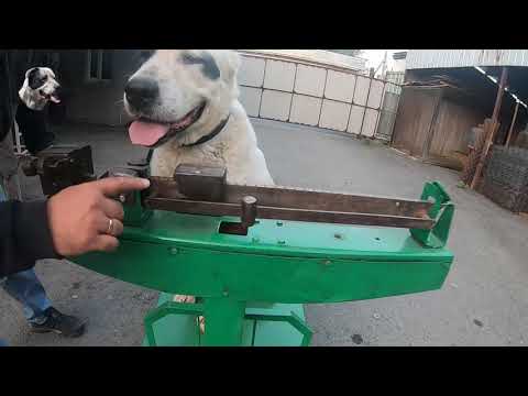 Видео: Басар снова удивил. Последние промеры Басара в 5 лет. До какого возраста растет алабай.