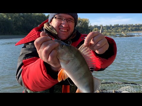 Видео: ТЯЖЁЛЫЙ ДЖИГ НА РЕКЕ (часть 2). Утренние ОКУНИ на ДЖИГ или "свинья везде грязь найдёт". #окунь#джиг