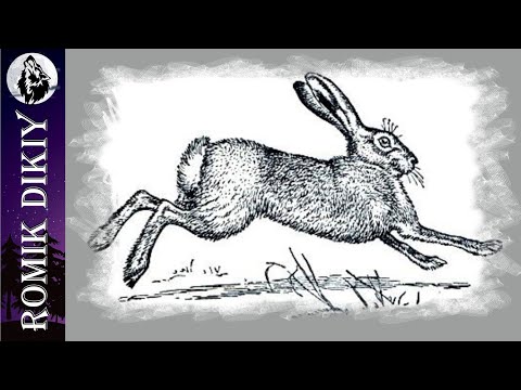 Видео: Охота на зайца... Первая в новом году. (2-3 января 2021г)