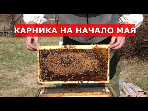 Видео: выборочный осмотр карники