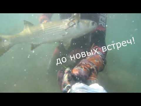 Видео: подводная охота 2022 2023