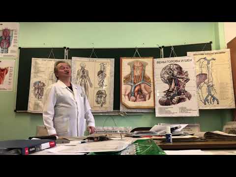Видео: Венозная система (часть 2)
