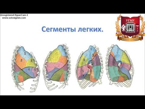 Видео: Легкие: топография, строение, функции, кровоснабжение, иннервация, регионарные лимфаузлы