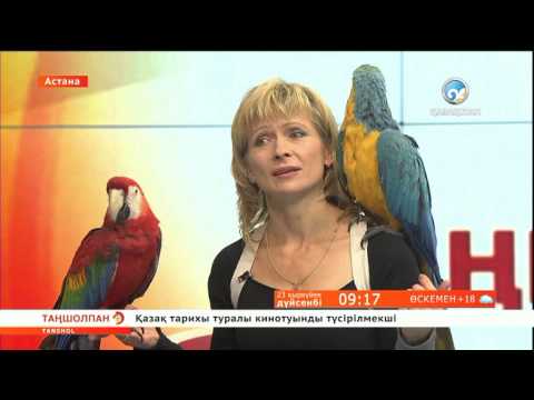 Видео: Тотықұстың тілін тапқан маман →