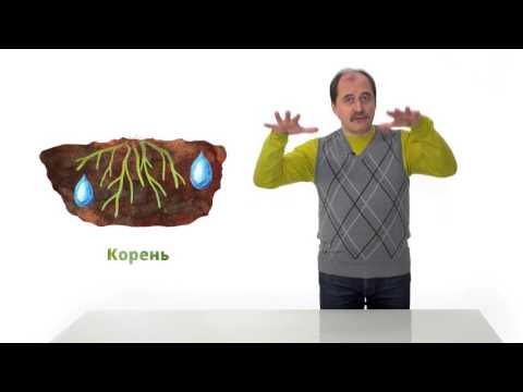 Видео: 19. Строение растений. Часть1