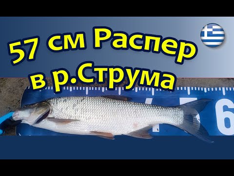 Видео: Распер, Клен и Бяла риба в река Струма