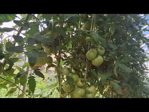 Видео: Томаты на начало июля! И как попалась на непрофессиональные советы!!