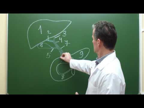 Видео: Схема внепеченочных желчных путей