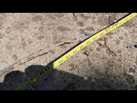 Видео: Павловния, прирост за сезон, два варианта обрезки кроны.