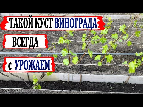 Видео: 🍇 Прежде чем сажать виноград! Этот КУСТ обречен на получение УРОЖАЯ. Веерный, многорукавный.