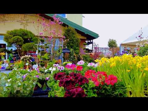 Видео: Весна в Польше! Что  нового привезли в садовый центр в ПОЛЬСКОЙ ДЕРЕВНЕ? Ну наконец-то!  часть 2