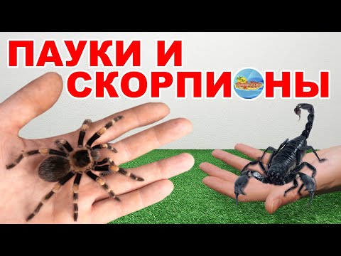 Видео: Пауки птицееды. Наша небольшая коллекция пауков и скорпионов | Spiders and scorpions.