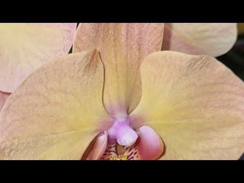 Видео: Федот, да не тот! Не стабильная мутация Орхидеи.