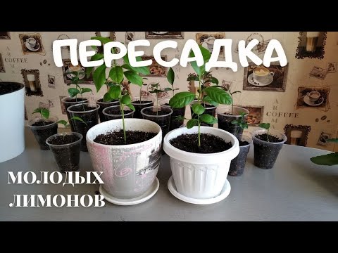 Видео: Пересадка молодых саженцев лимона. Какой объём горшочка выбрать для лимона в первый год.