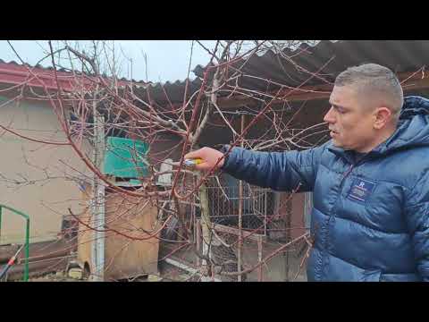 Видео: Детальна обрізка старого Персика,омолодження і догляд за ним
