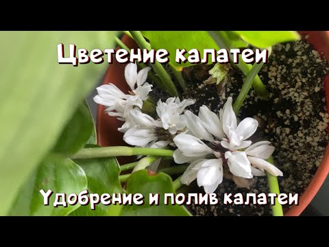 Видео: Удобрение и полив калатеи. Цветение калатеи.