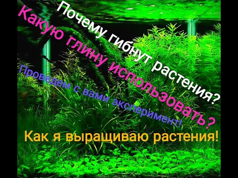 Видео: Почему гибнут растения?Какую глину использовать для растений?