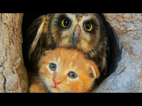 Видео: Котёнок мяукал из дупла прижимаясь к СОВЕ — то, что произошло дальше, не укладывается в голове...