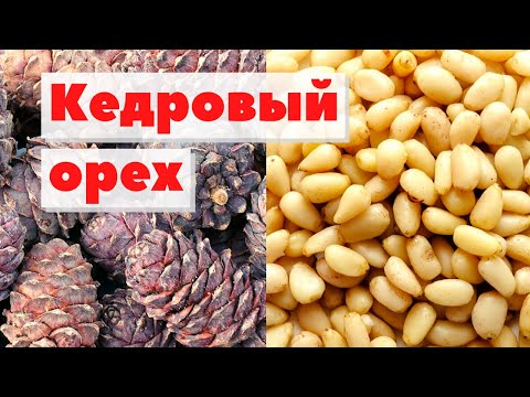 Видео: Кедровые орехи | Как это сделано | Pine nuts