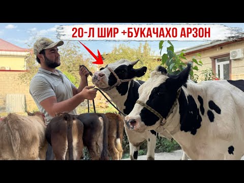 Видео: 20-л ШИР +БУКАЧАХОИ АРЗОН ДЕР НАМОНЕД 16 сентября 2025 г.
