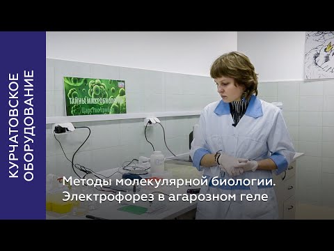 Видео: Методы молекулярной биологии. Электрофорез в агарозном геле