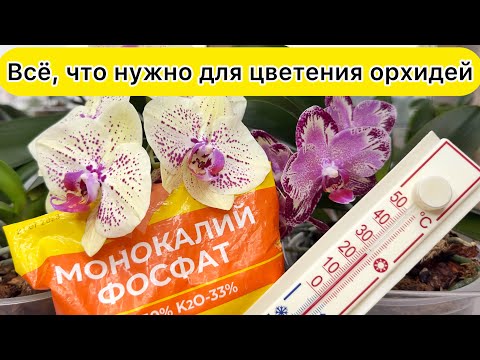 Видео: Всё что нужно для цветения орхидей