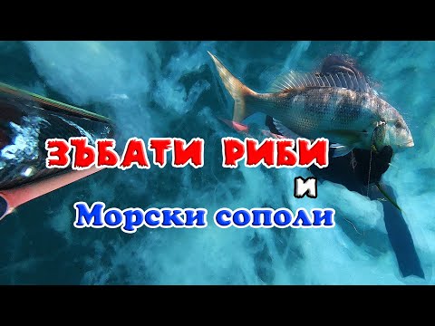 Видео: Морски сополи и зъбати риби през месец Юни 2021